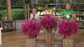 Barbara King 3-Piece Pink Muhly Grass on QVC