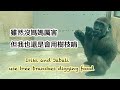 小金剛Jabali與Iriki用樹枝挖食物Gorilla Iriki and Jabali use branches digging food#金剛猩猩 #gorilla