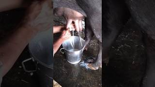 #dhaar #degree #murrabhains #kheti #Kisan #dudh #milk #dairyfarm #shortvideos  #viralshort #buffalo