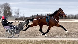 Own A Standardbred Two Year Old Harness Racing Training Day