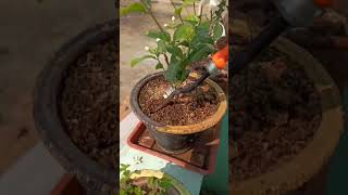 Amazon Gardening products|☺️vermi compost|🧐honest review 👍👎#ytshorts#shorts