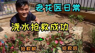 夏季花卉突然发蔫 千万别扔掉，这些花浇水就能缓过来