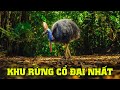 🌏Thiên Nhiên Hoang Dã Vùng Daintree - Khám Phá Thế Giới Động Vật |👉@nhatkyhoangda