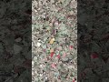 recycled glass sorting machine