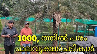 1000 ത്തിൽ പരം ഫലവൃക്ഷ ചെടികൾ