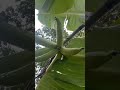 Nagaland Banana Tree |നാഗാലാൻഡിലെ ഒരു വെറൈറ്റി വാഴ