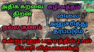 2 பல் தலையித்து கிடாரி விற்பனைக்கு #நல்லகுணம்#சுழிசுத்தம்#அதிககரவைதிறன்#Subscribe#Share#Like#