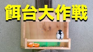 餌台を作って野鳥を呼ぶ作戦が大成功