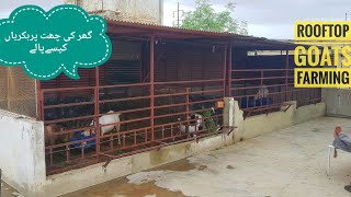 ROOFTOP GOATS FARM || GOATS SHED AND FEEDING SYSTEM TIPS