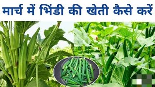 March me bhindi ki kheti 2025 | भिंडी की खेती कब और कैसे करें |  hybrid bhindi | bhindi ki kheti me