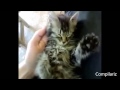 the best dancing cats ever compilation funny daning cats compilation youtube 2014