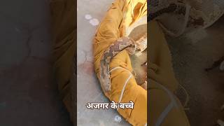 अजगर के बच्चे अभी बहुत छोटे हैं#reels#snake#snakefight#animals#animalfight#nature#viralshort🐉🪱🐲🦎🦕🐍