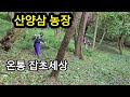 산양삼농장경영- 예초기로 갈아업기