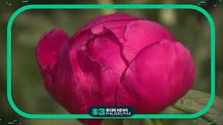 More than 200 varieties of peonies on display at the 5th annual Festival of the Peony