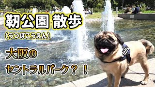 パグのとんとん☆「靭公園」（うつぼこうえん）散歩　大阪のセントラルパーク？！