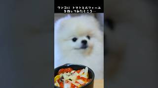 わたあめみたいなポメラニアンが爆食する姿　#shorts  #mukbang #ポメラニアン #asmr #料理男子 #cooking