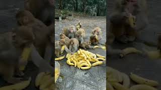 Monkeys want to eat bananas #shorts