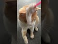 ボブタイム⭐︎ さかがみ家 保護犬 保護猫 cat dog 坂上忍