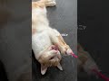 ボブタイム⭐︎ さかがみ家 保護犬 保護猫 cat dog 坂上忍