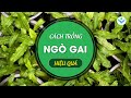 Cách trồng ngò gai hiệu quả┃Nông Sản ND