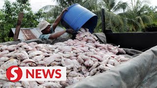 Breeder suffers losses after four tonnes of red tilapia found dead