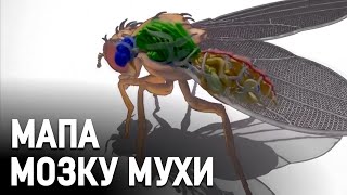 Першу у світі 3D-модель мозку плодової мухи створили британські вчені