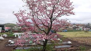 畑にある1本のハナミヅキが満開に。大型連休初日、冷たい雨の降る中で、ことしも美しい花を咲かせました　SBCも100年続きますように♪【信州いいね大賞】