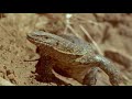 bbc wildlife monitor lizard africas greatest thief