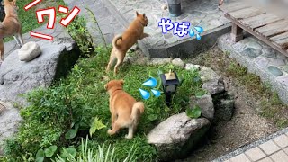 【柴犬】母犬が吠えるとビビって隠れる場所を探し回る子犬が可愛い！