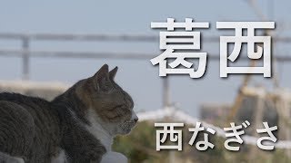 [4K60p]葛西海浜公園西なぎさ(葛西臨海公園)湾岸まったり散歩