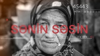 Sənin Səsin - Bakıda növbəti ağac terroru yaşanıb