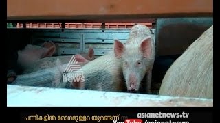 The pigs being trafficked from Tamil Nadu to Kerala is coming without any checking