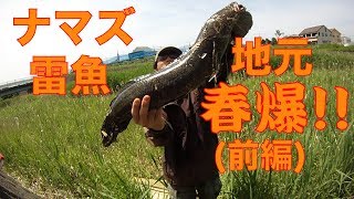 春爆!!ナマズ\u0026雷魚釣り GWに地元の唯一釣れる時期到来20180501前編【虫くん釣りch】