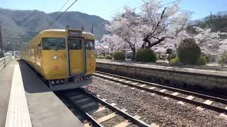 桜満開🌸伯備線木野山駅を発車する115系