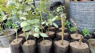 Desi Rose Ki 23 Cuttings Laga Di || Rose From Cuttings