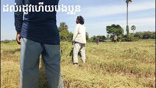 ប្រមូលផលស្រូវ រដូវប្រាំង . Dry season rice.