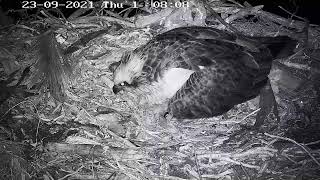 Port_Lincoln Osprey Live Stream Sep 2021