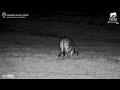 baby zebra asks mum for milk