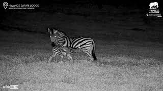 Baby Zebra Asks Mum For Milk