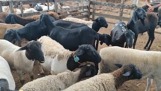 Feira de ovelhas e cabras em canafístula de Frei Damião. Alagoas. 20/01/2025 #nordeste - Brasil