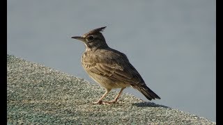 Ciocarlan (Galerida cristata) - Crested lark