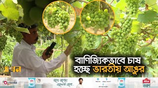 প্রথম ফলনে ৬ লাখ টাকার আঙুর বিক্রি | Grape Production | Fruit | Jashore | Ekhon TV