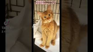 里親募集中😸　ハンディがある子猫ちゃん🐈　ソマリ