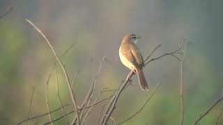 ウグイス（5）チョウセンウグイス（与那国島） - Manchurian Bush Warbler / Korean Bush Warbler - Wild Bird - 野鳥 動画図鑑