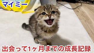 子猫マイミー〜1ヶ月までの成長記録と思い出〜