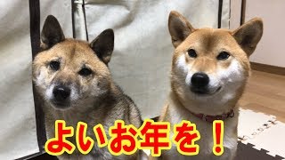 柴犬リキとリコ 今年もお世話になりました♪ Shiba inu Riki and Riko. Thank you very much for a wonderful year!!