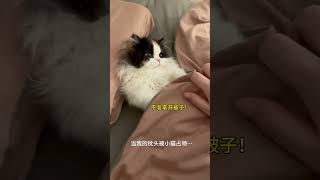 人泥嚎，可以和猫一起睡觉吗？ 粘人精 超绝小可爱BGM