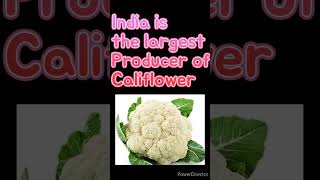 Which country is largest producer of califlower?#qanda360#califlower#gk#tnpsc#tnsurb#tntet#pgtrb