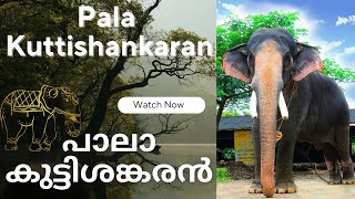 പാലാ കുട്ടിശങ്കരൻ 🐘| Pala Kuttishankaran | Kerala Elephant