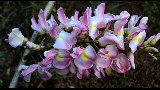 Gliricidia Sepium - Multipurpose Leguminous Tree